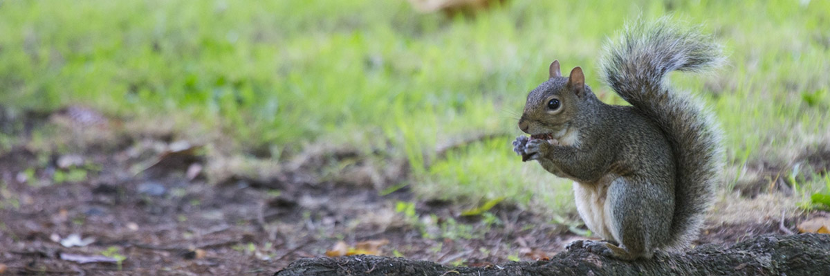 squirrel control squirrel removal nottingham confirm a kill squirrel control squirrel removal nottingham confirm a kill