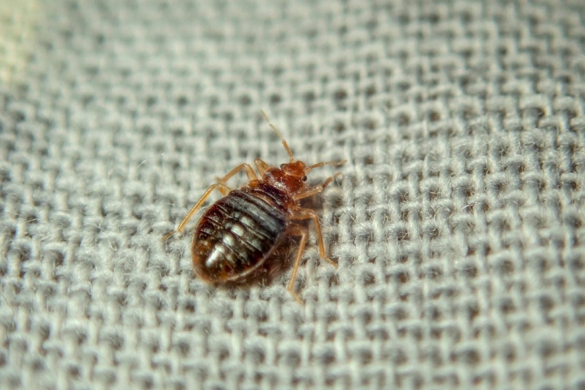 Inspecting sleeping areas for bed bug activity
