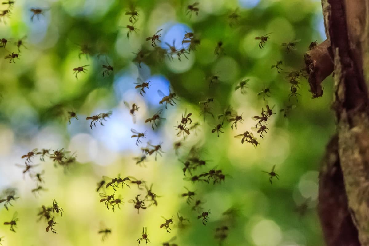 Bee activity around a nesting site — identification before action