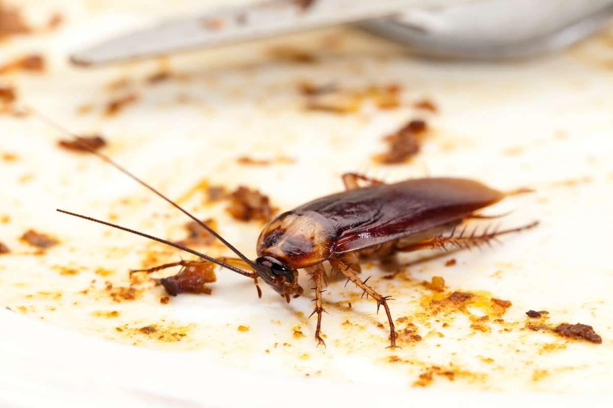 Cockroach control for homes and commercial food areas