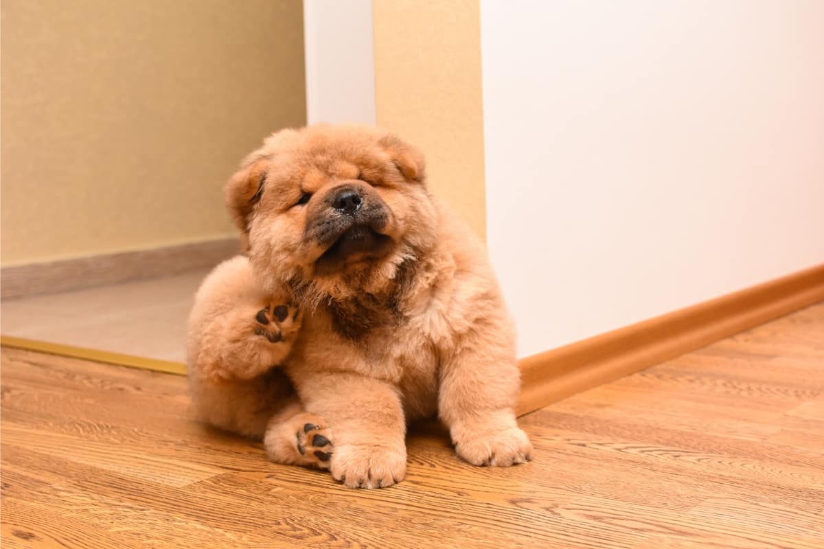 Flea treatment preparation — carpets and pet areas