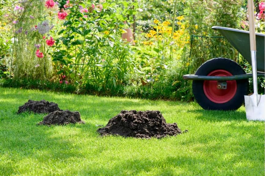 Mole control for lawns and gardens with fresh molehills