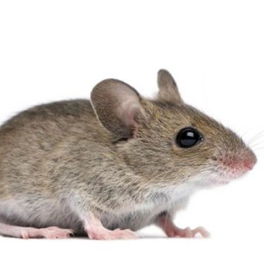 House mouse — common sign of indoor rodent activity