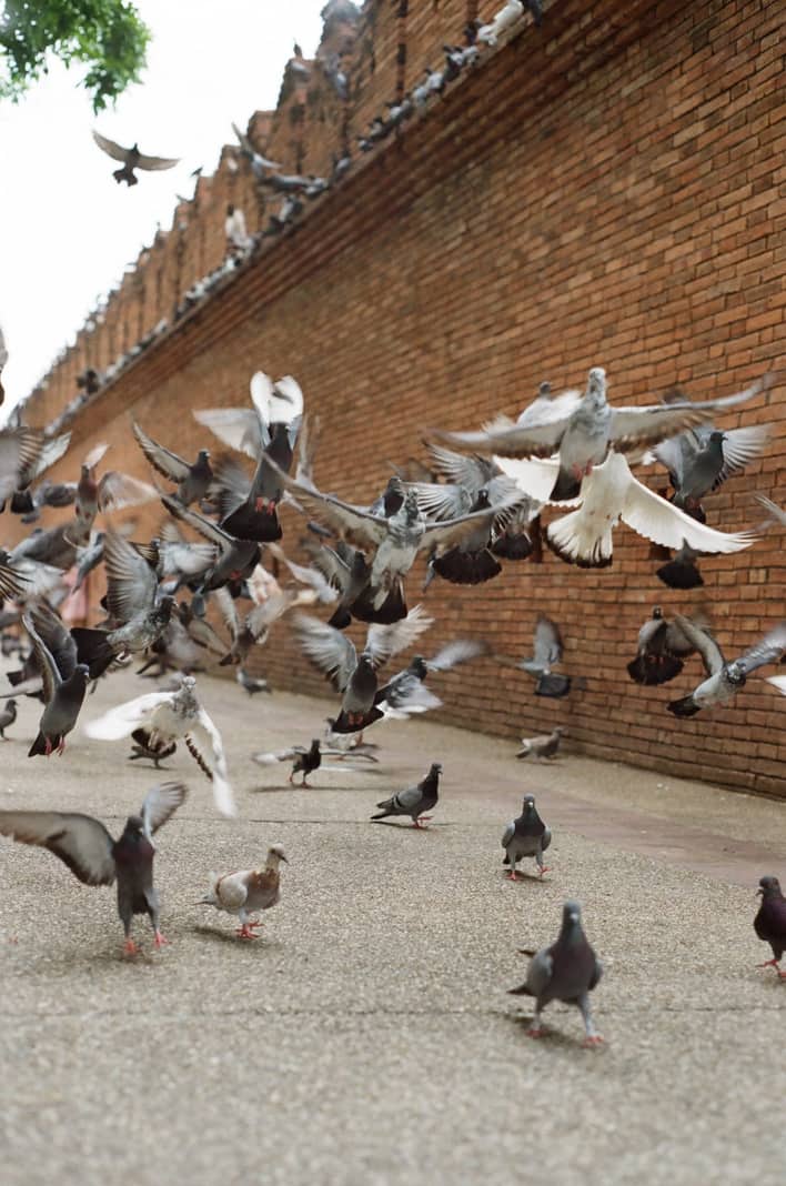 Pigeons on a building ledge — bird control and proofing