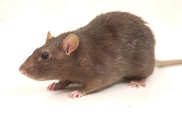 Rat control — identifying and treating rodent activity