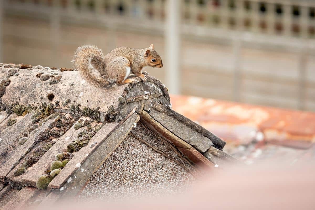 Grey squirrel in outdoor foliage — loft and building access risks