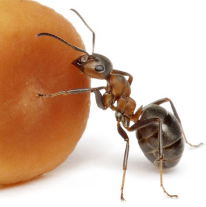 Ant Control and Ant Removal Nottingham