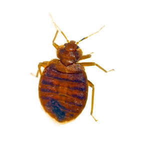 Bed Bug Removal