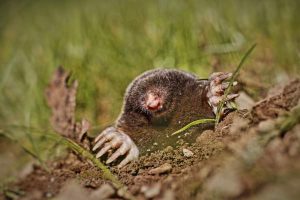 Mole Control