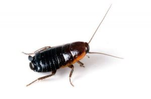 Oriental Cockroach