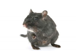 Rat Removal Nottingham