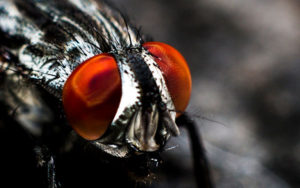 Pest Fly Problems - close up of fly