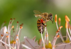 Spring Surprises Bee Removal