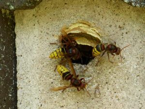 Spring Surprises - Wasp Nest Removal