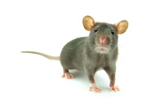 What is the difference between a rat and a mouse