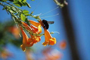 Carpenter Bee