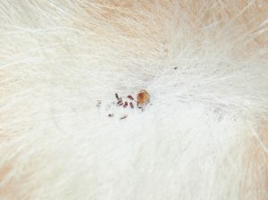 Dealing with Fleas