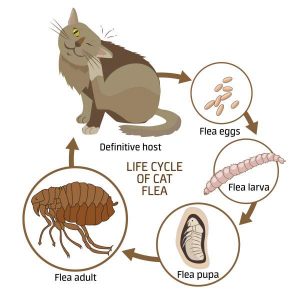 Flea Lifecycle