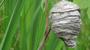 wasp nest