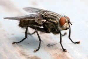 Cluster Fly Control
