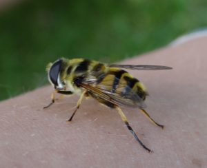 Wasp Sting Treatments