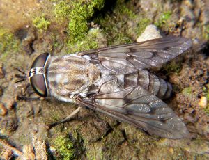 horseflies