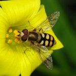 Hoverfly