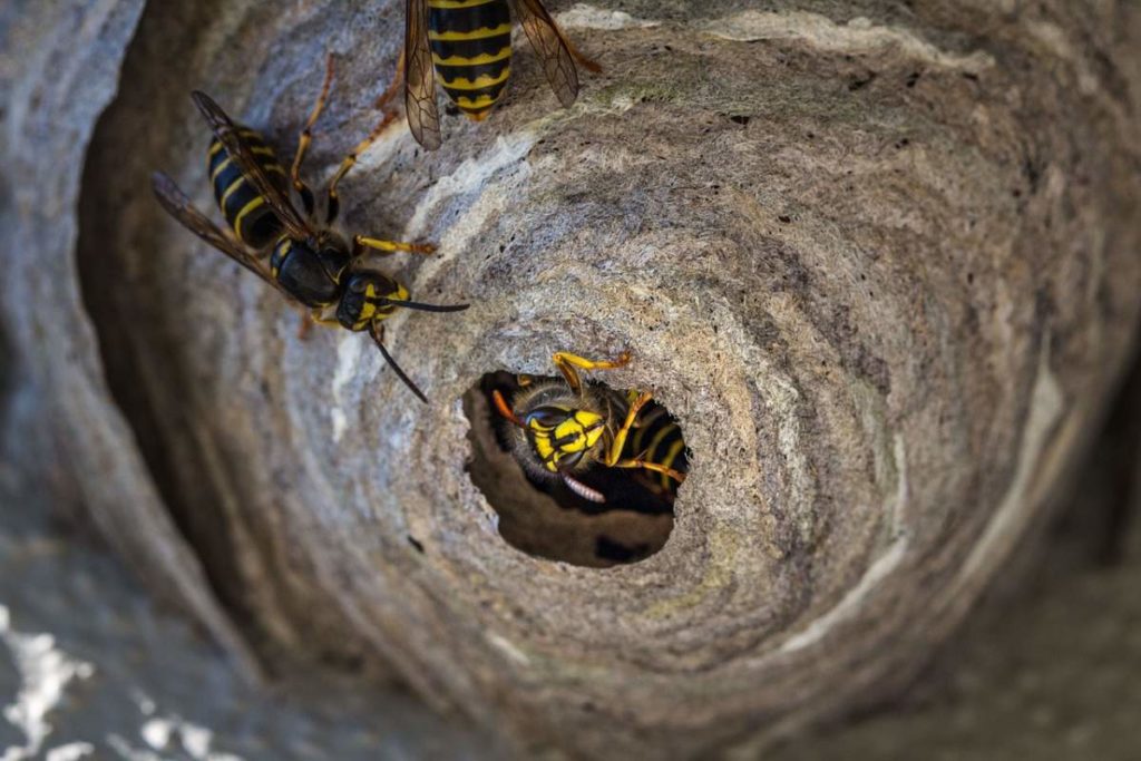 How to get rid of a wasp nest