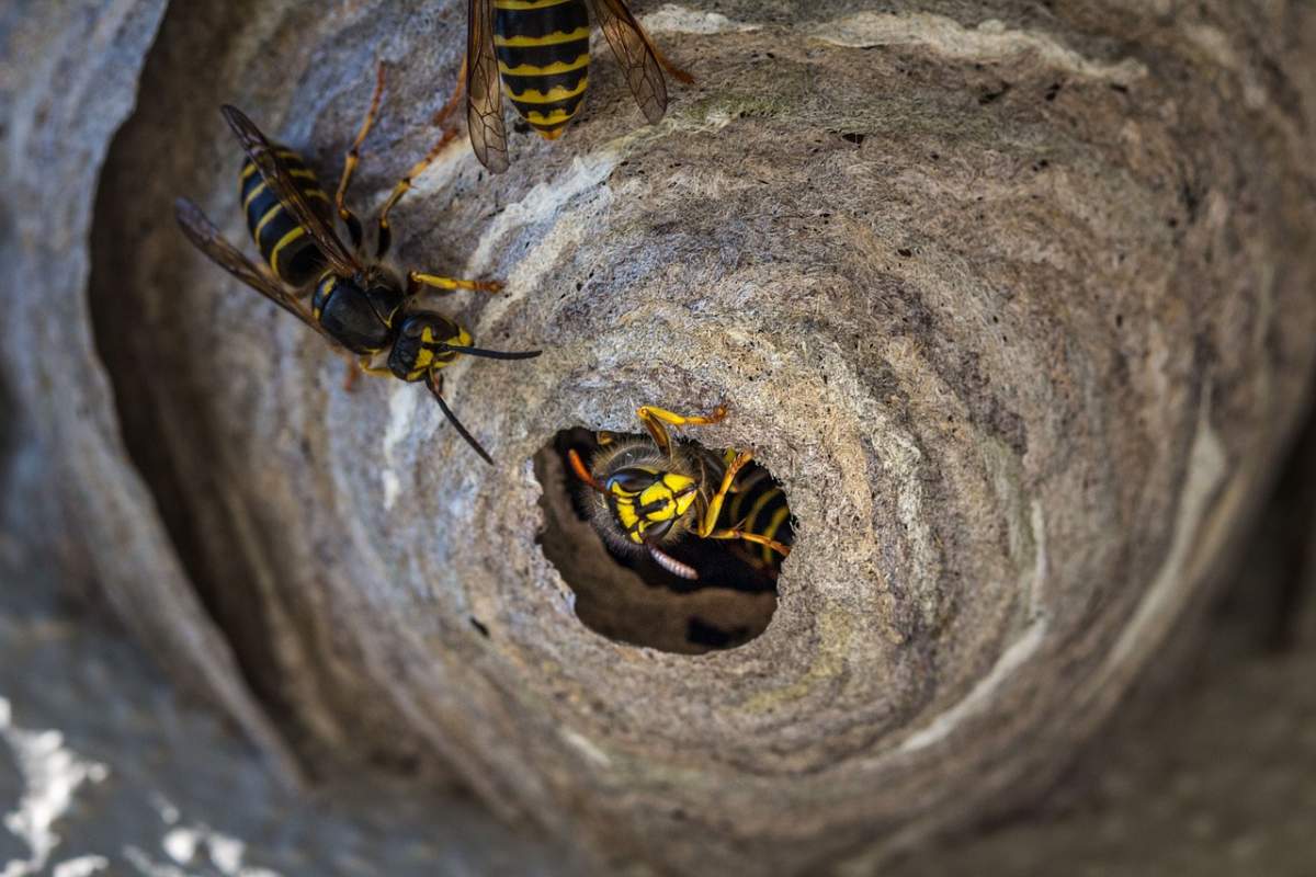 How To Get Rid Of A Wasp Nest Confirm A Kill
