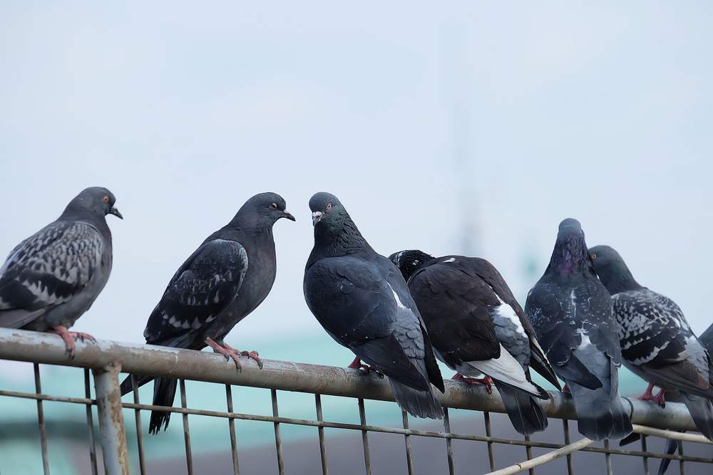 How to deter pigeons