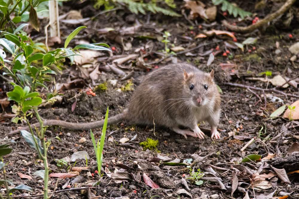 How to Protect Your Garden from Rats  Confirm A Kill