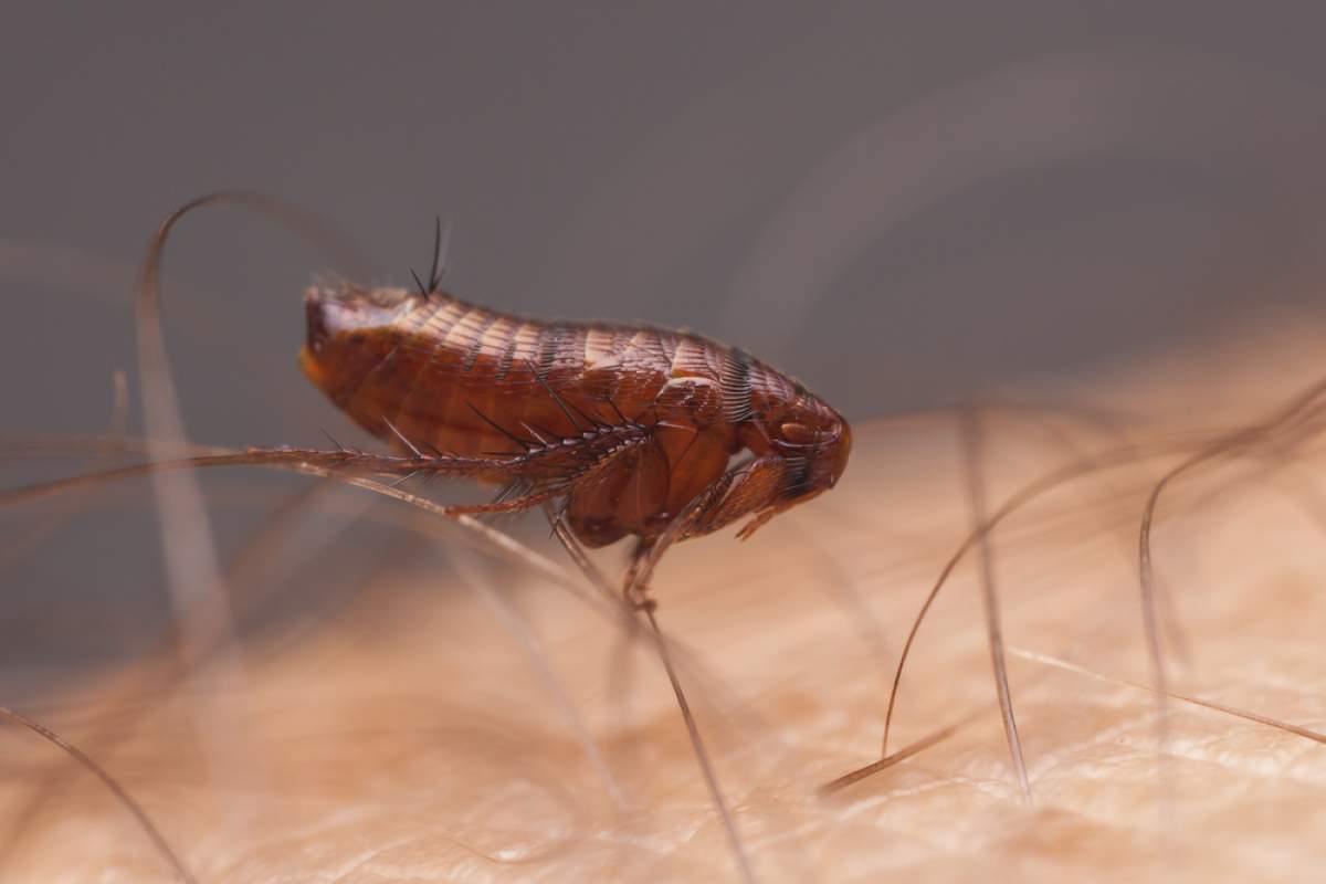 Advice for Controlling Fleas