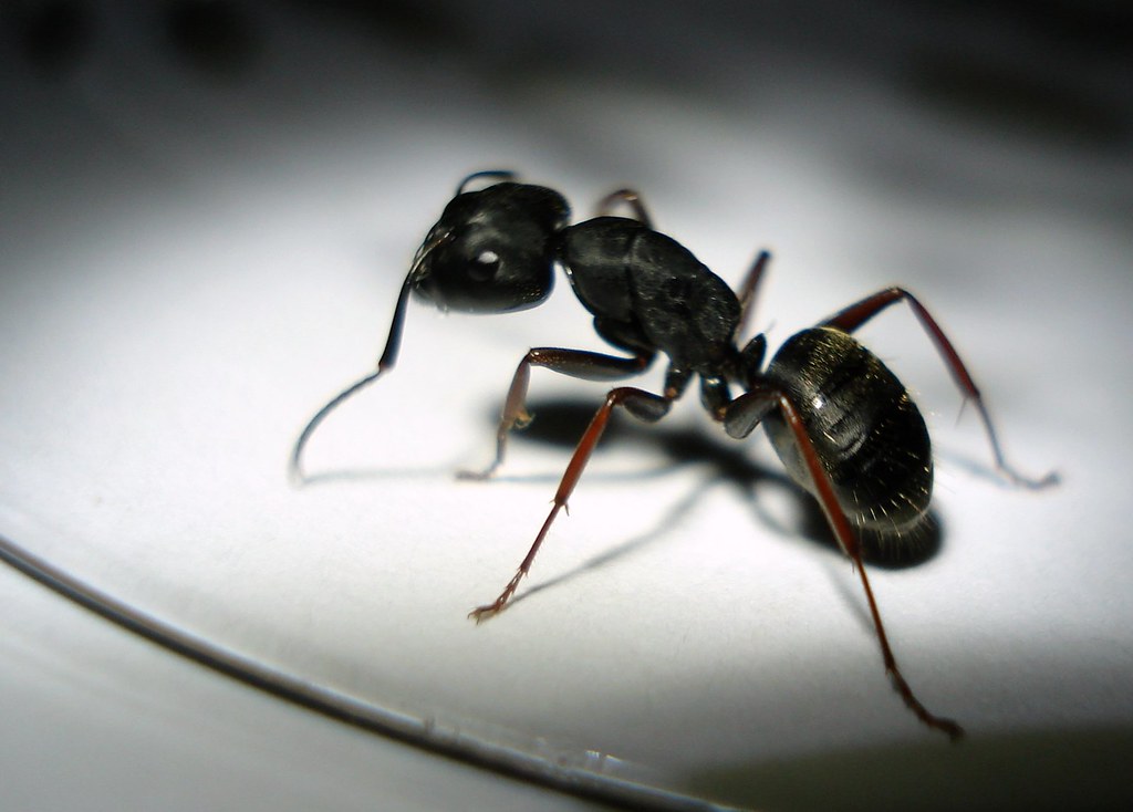 Ants are Spreading Harmful Diseases