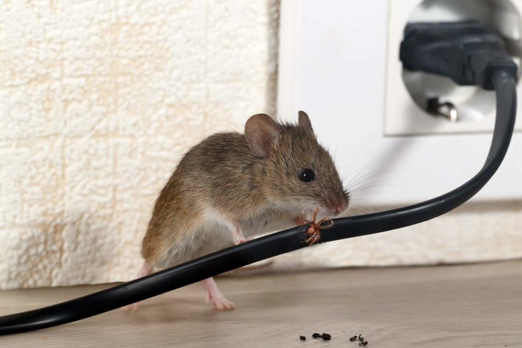 How to Prevent Mice