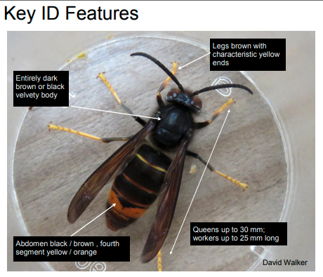 Asian Hornets - Key ID features