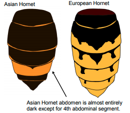 Asian Hornet abdomen