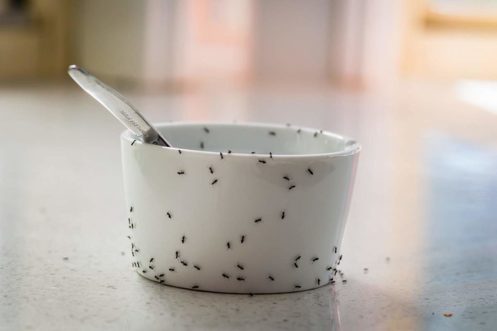 Protect your home from pests - Black ants in a kitchen