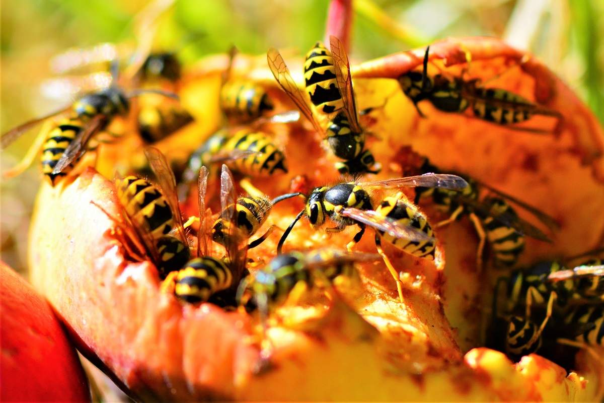 Wasps in Late Summer