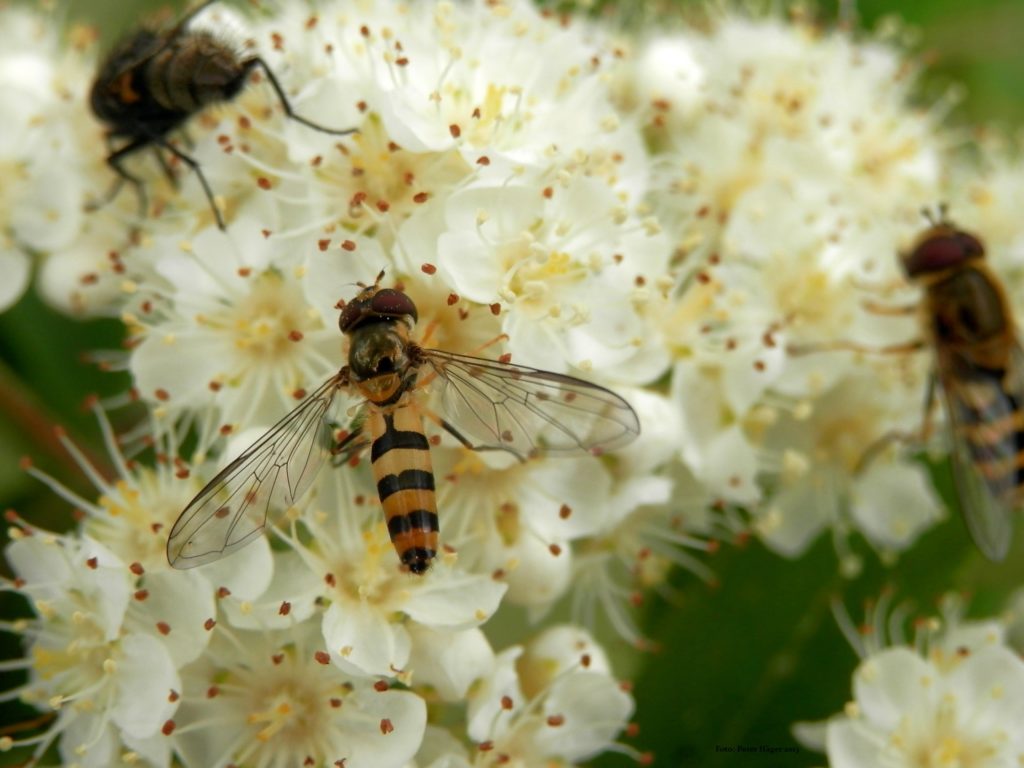 Differences Between Wasps and Bees - Hoverflies