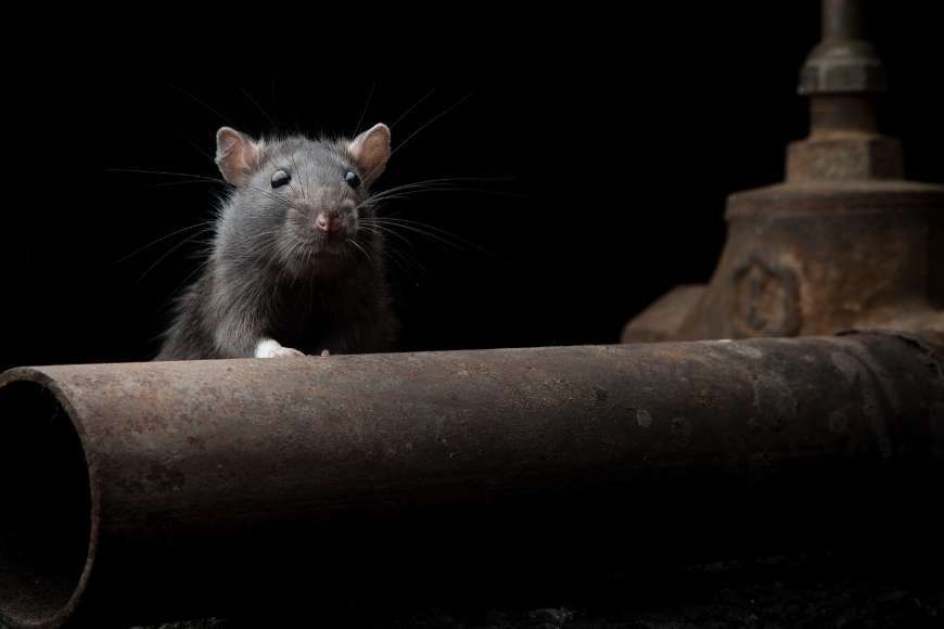 rat population