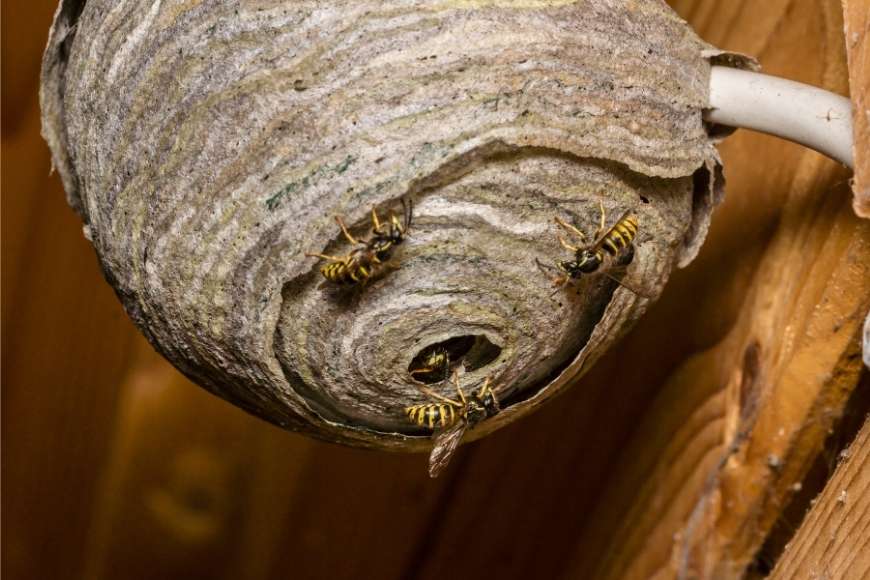 signs of a wasp nest