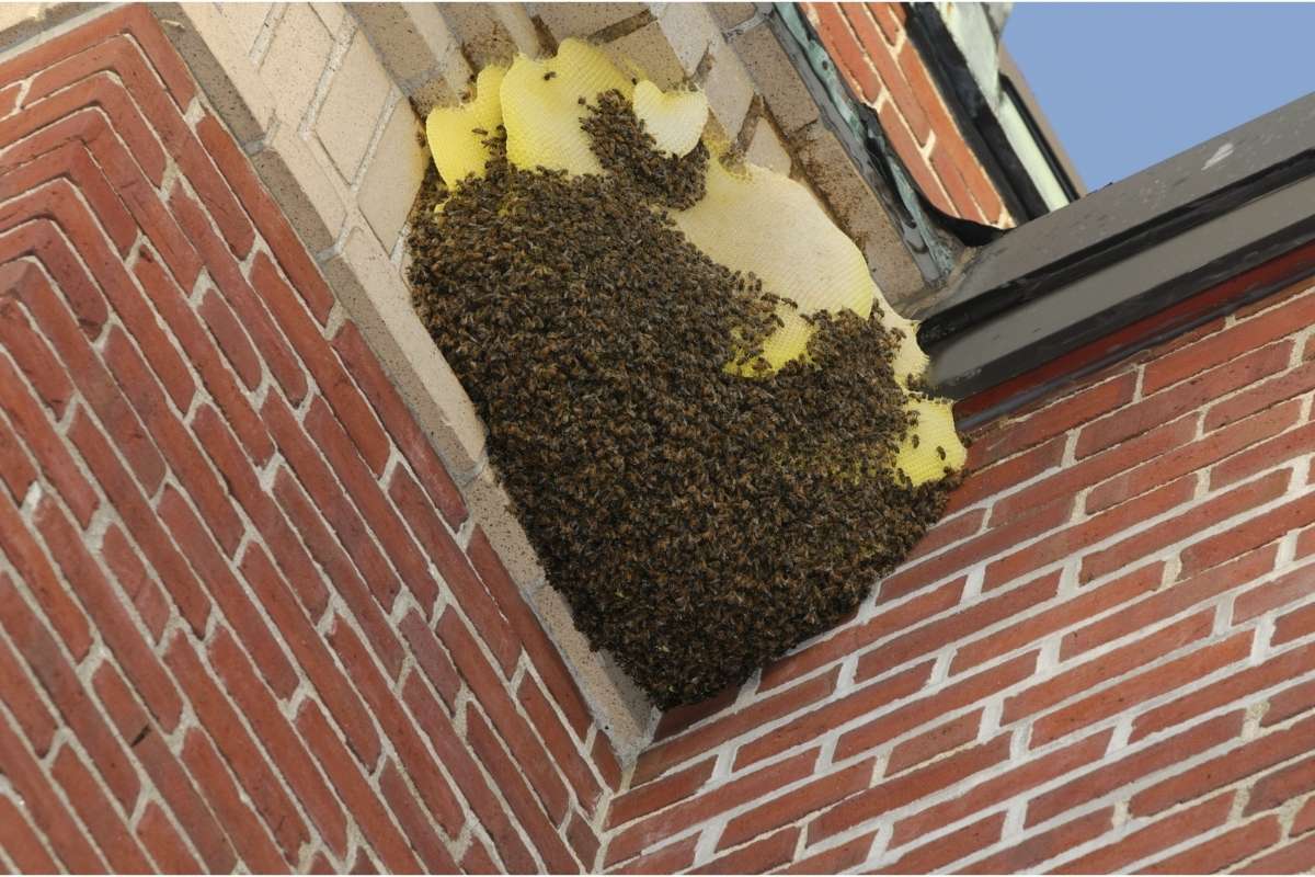 how to get rid of bees