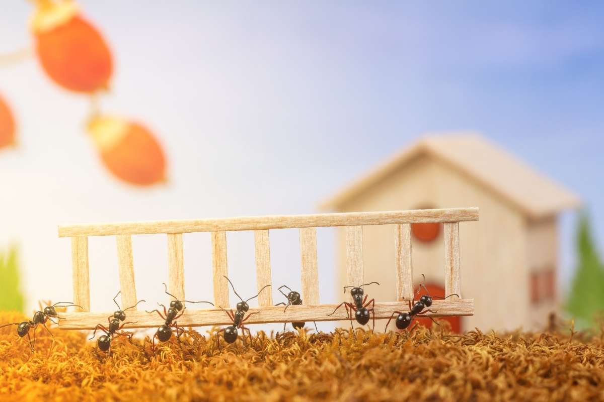 Ants in Your House