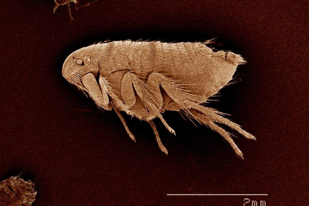 What are the Signs of Flea Infestation?