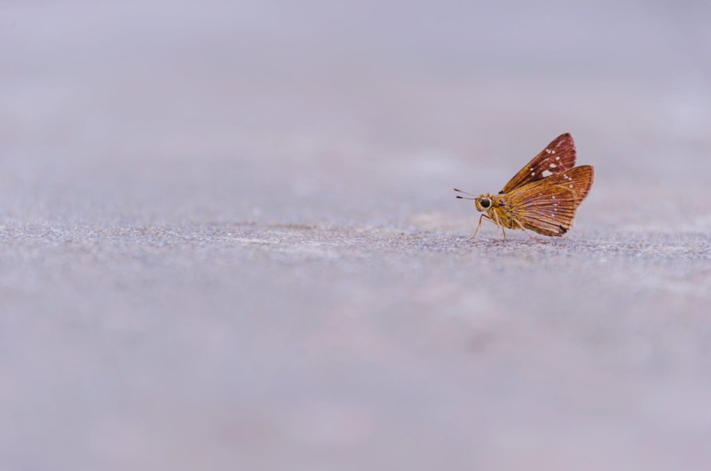 A moth sitting on snowy ground. 