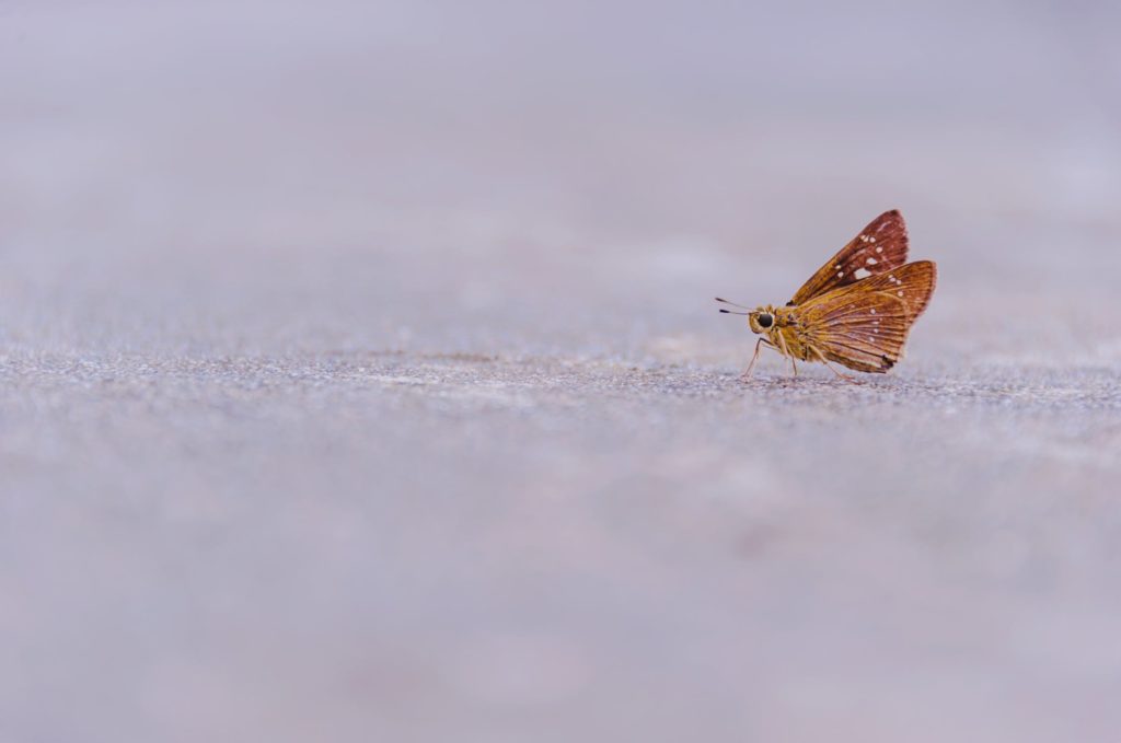 A moth sitting on snowy ground.