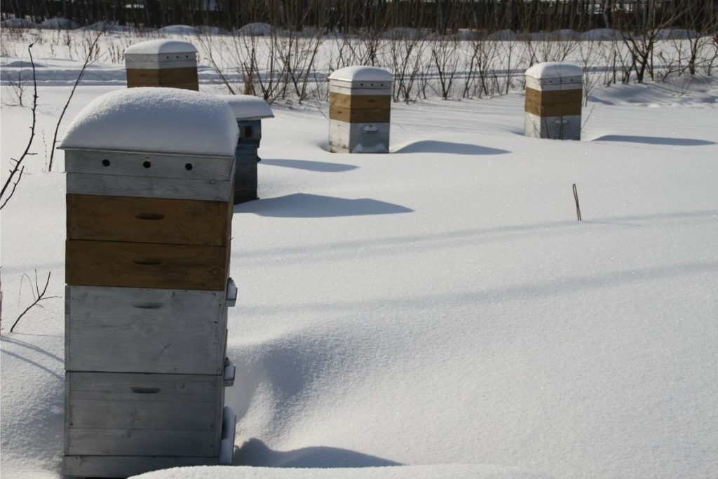 Where Do Bees Go in the Winter - Bee Hives in the Snow