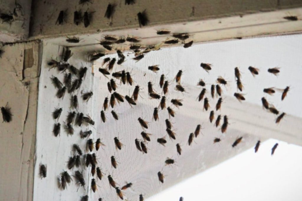 a swarm of flies at a window - how to get rid of cluster flies