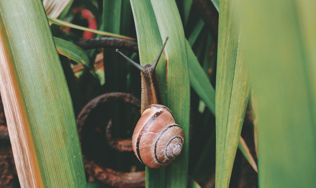 protect your garden from pests