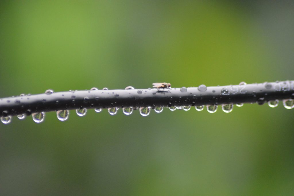 A branch covered in rainwater, with tiny droplets hanging underneath ready to fall into a garden. A fly is sat on top of the branch eating.